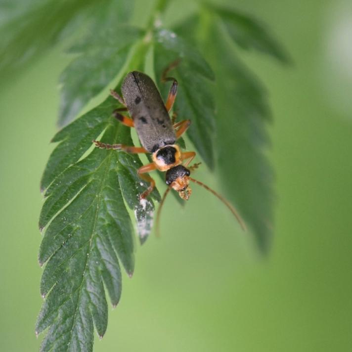 Cantharis nigricans (Cantharis nigricans)