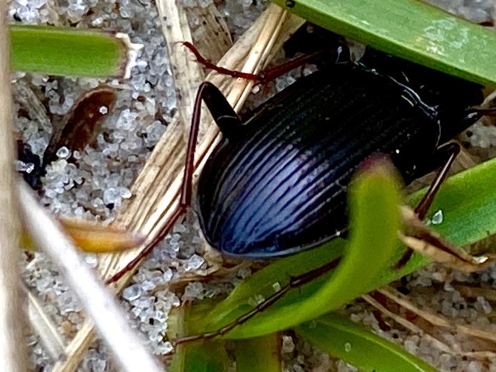 Agonum viduum