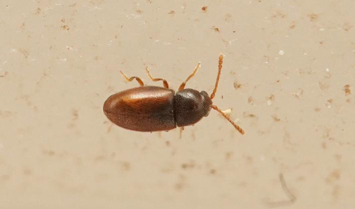 Atomaria sp.