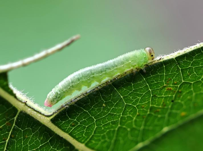 Pristiphora sp.