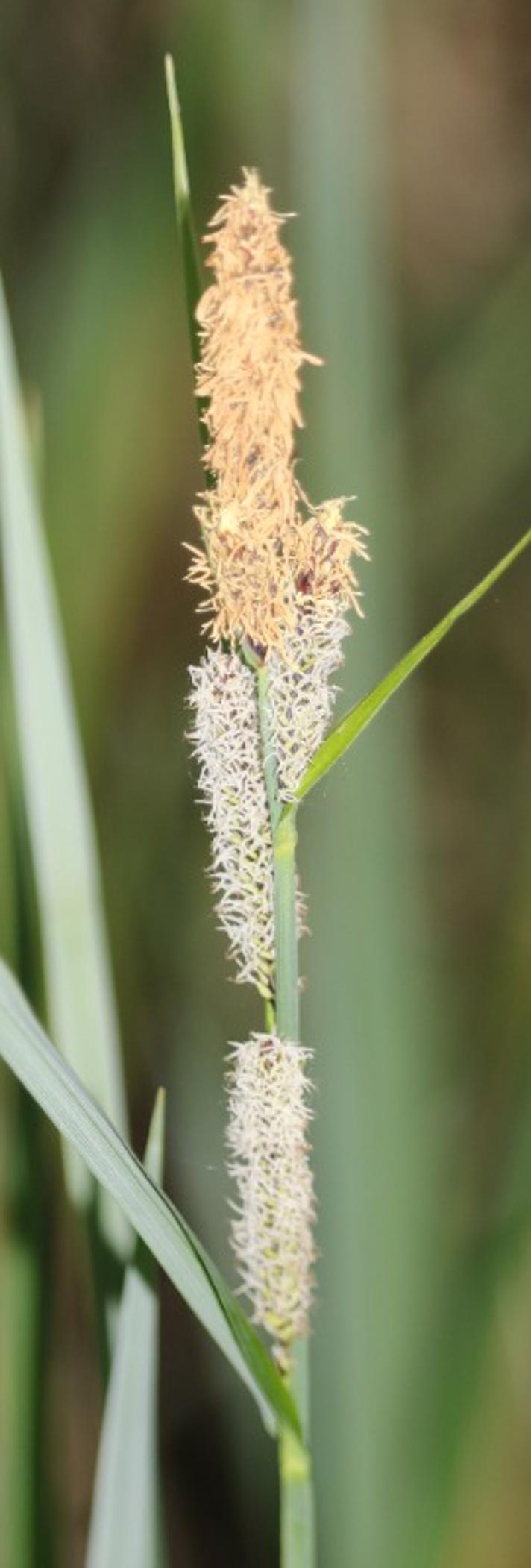 Kær-Star (Carex acutiformis)