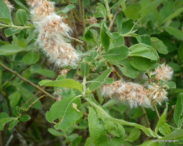 Grå-Pil (Salix cinerea ssp. cinerea)