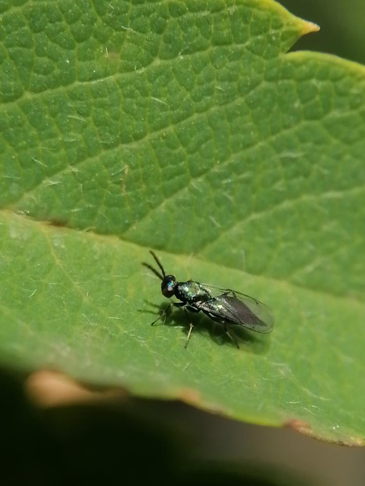 Sympiesis sericeicornis