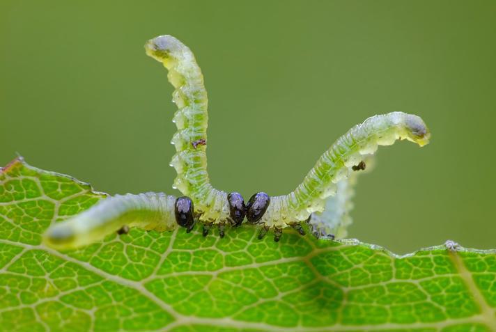 Pristiphora conjugata