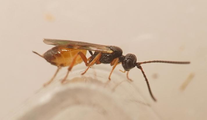 Phygadeuontinae ubestemt 