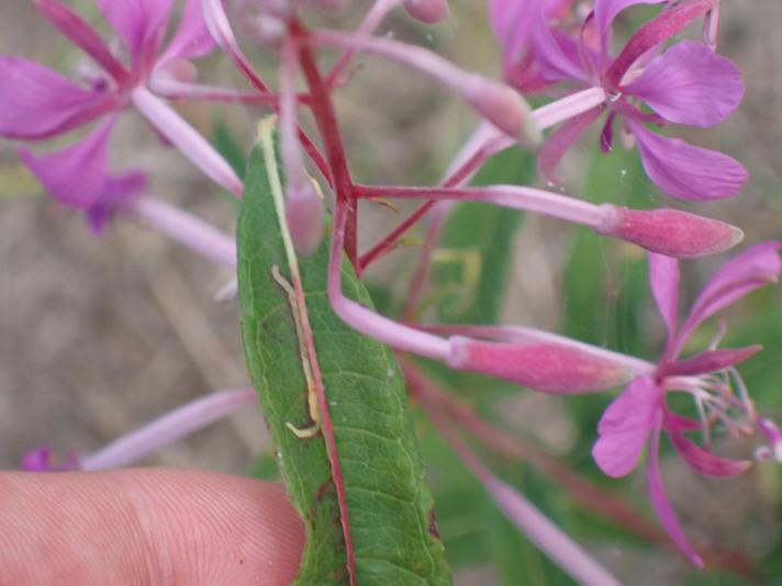 Mompha raschkiella