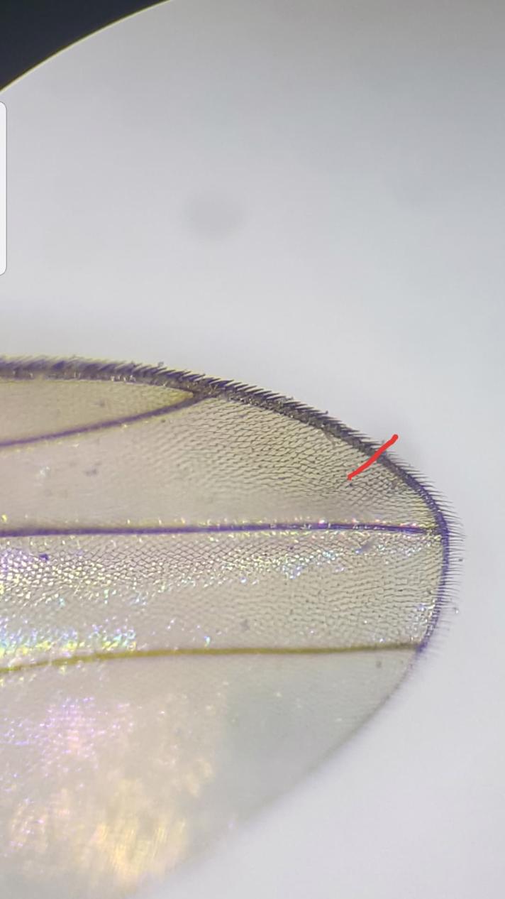 Drosophila subobscura