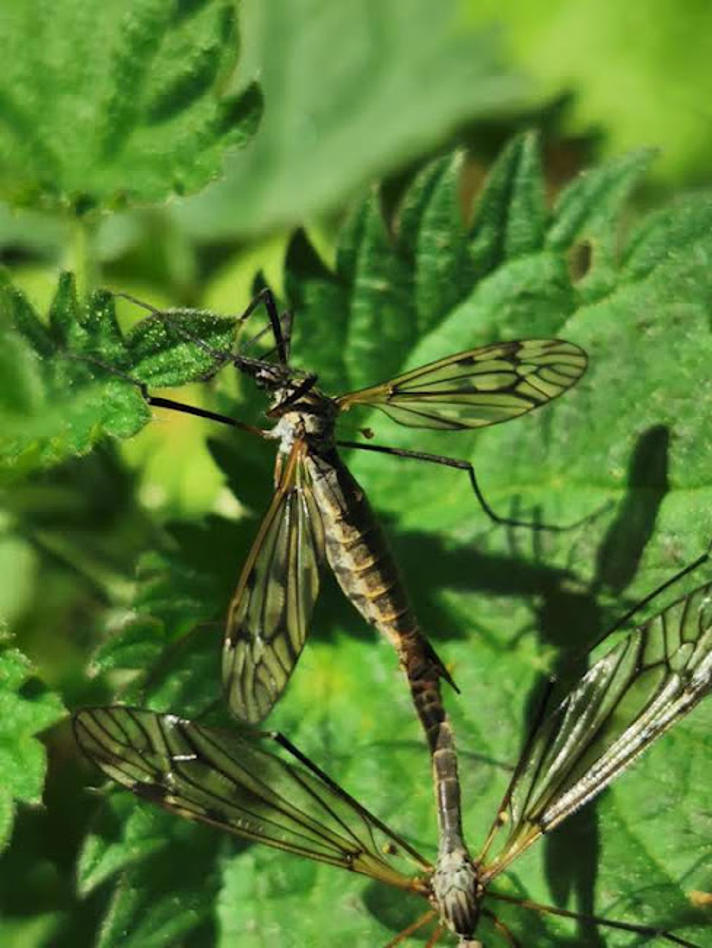 Tipula varipennis