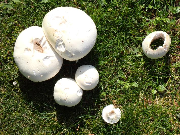 Ager-Champignon (i bred betydning)