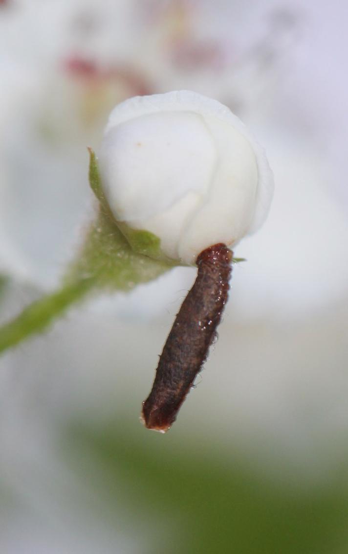 Coleophora spinella