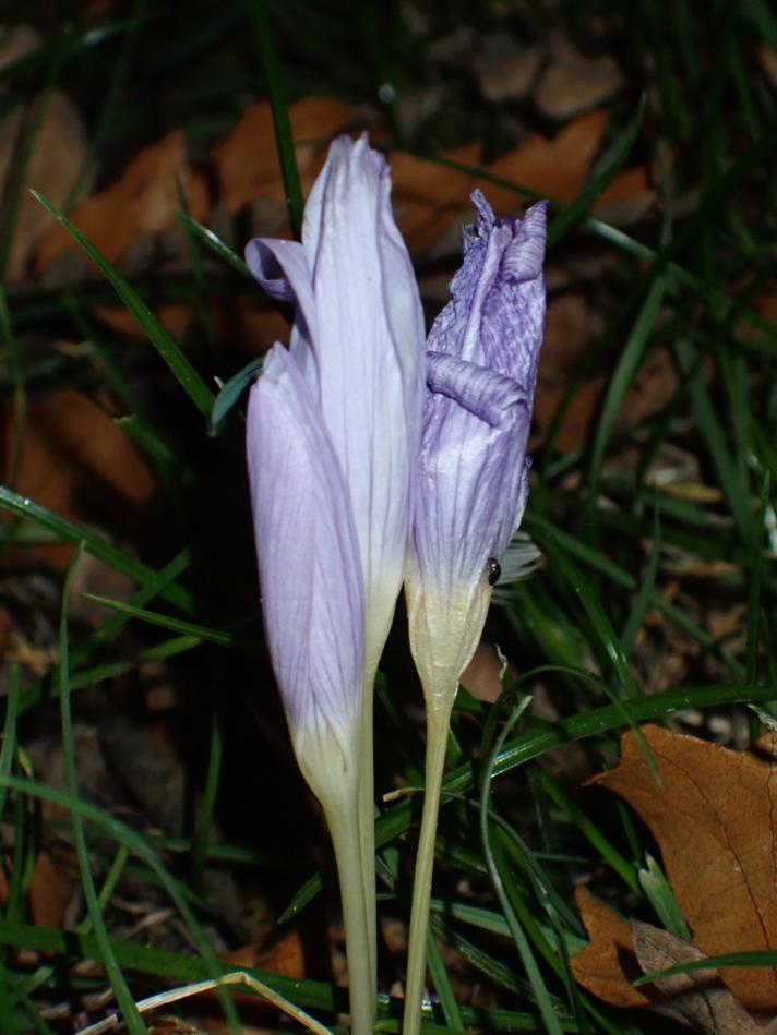 Crocus kotschyanus