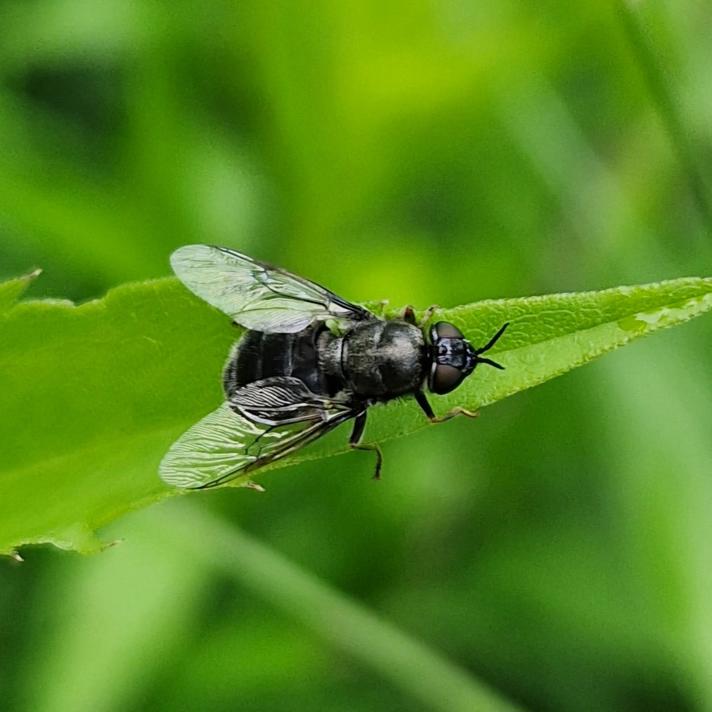 Odontomyia tigrina