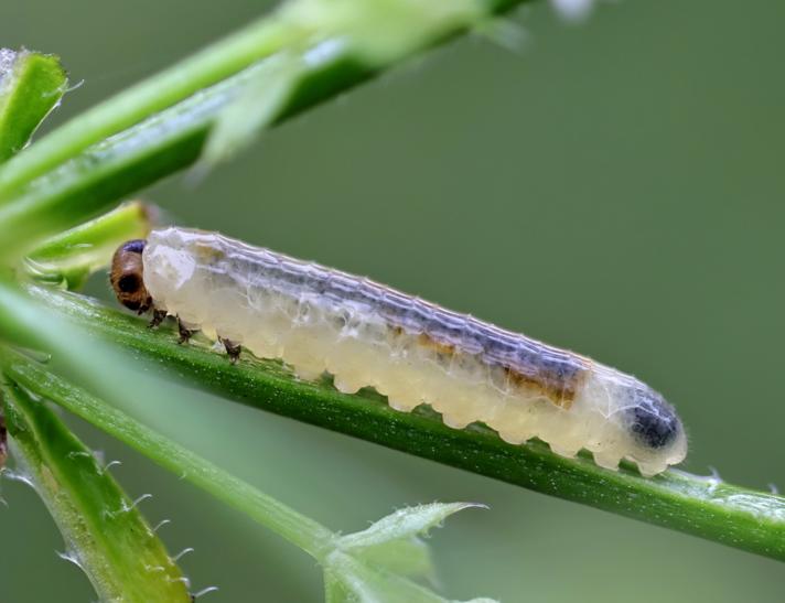 Halidamia affinis