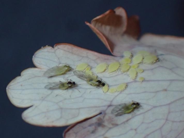 Akelejebladlus (Longicaudus trirhodus)