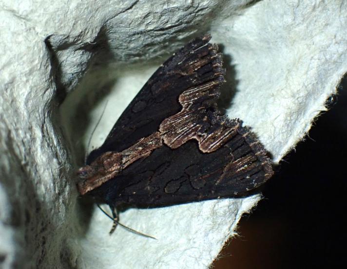 Mørk Skræppeugle (Dypterygia scabriuscula)