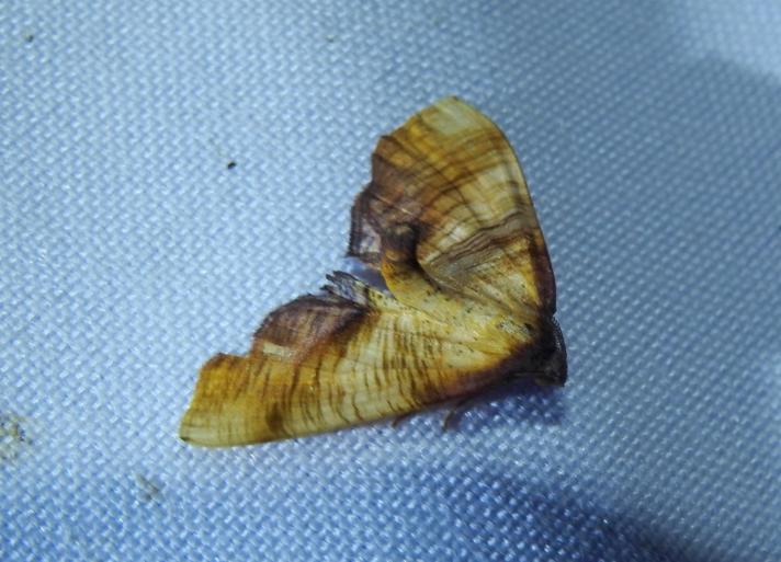 Smalvingemåler (Plagodis dolabraria)