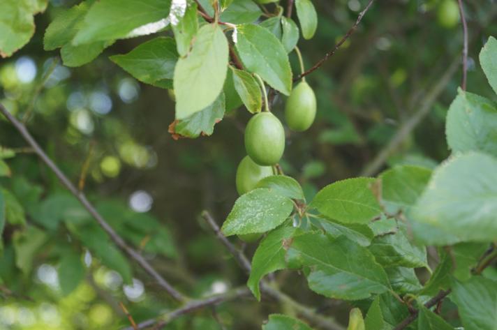 Kræge (Prunus domestica ssp. insititia)