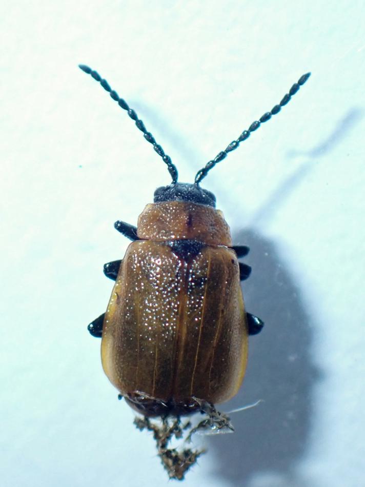 Galeruca laticollis