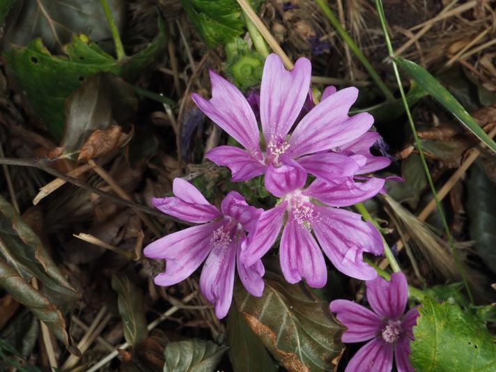 Malva sylvestris ssp. sylvestris