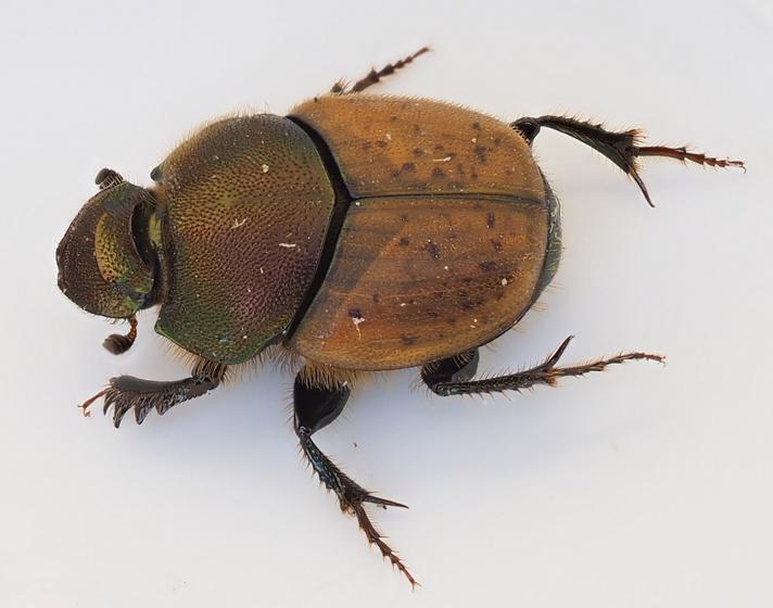 Skinnende Møggraver (Onthophagus coenobita)