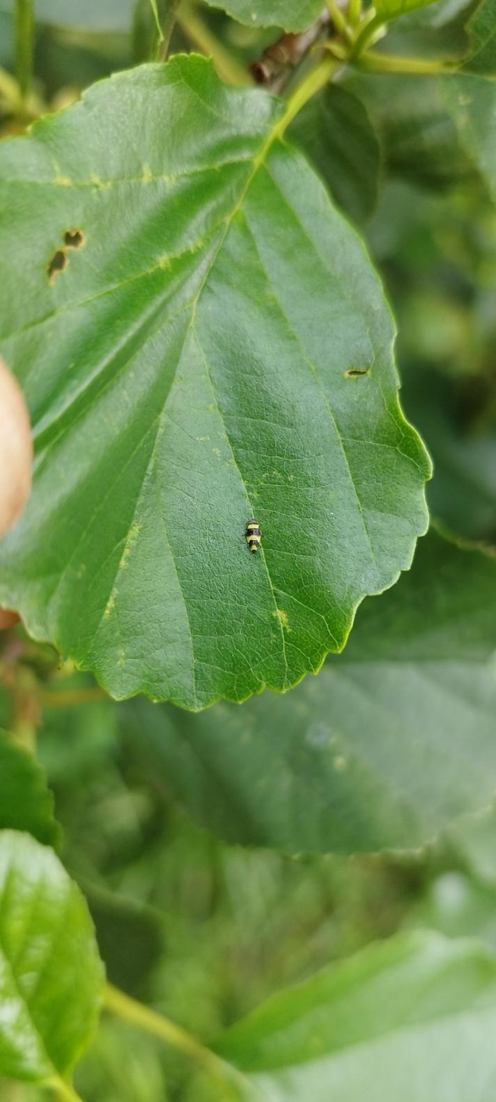 Eupterycyba jucunda