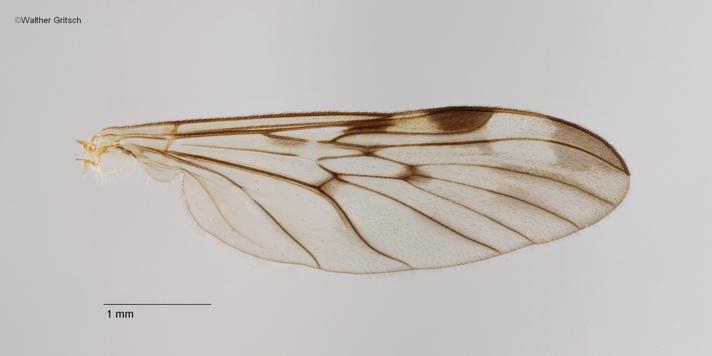 Sylvicola cinctus (Sylvicola cinctus)