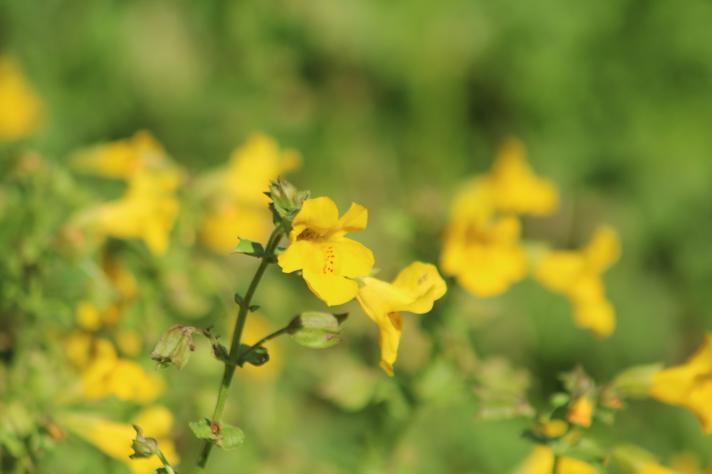 Åben Abeblomst