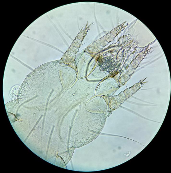 Syringophilopsis kazmierski