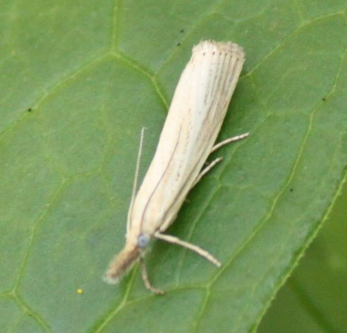 Agriphila straminella