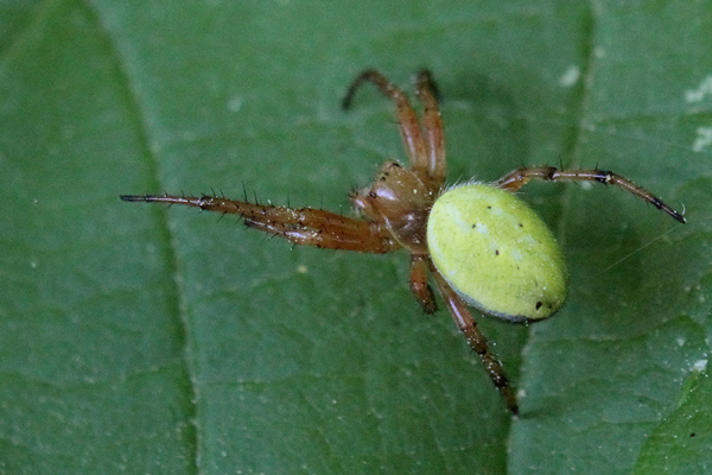 Araniella alpica