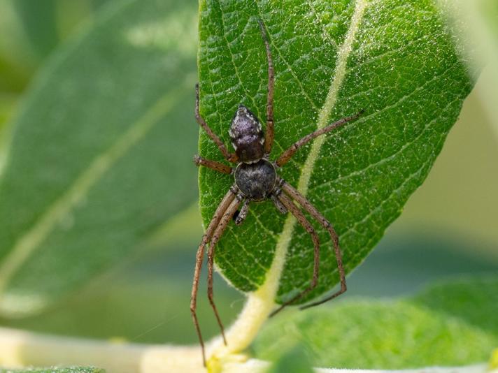 Philodromus aureolus