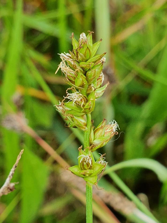 Spidskapslet Star (Carex spicata)