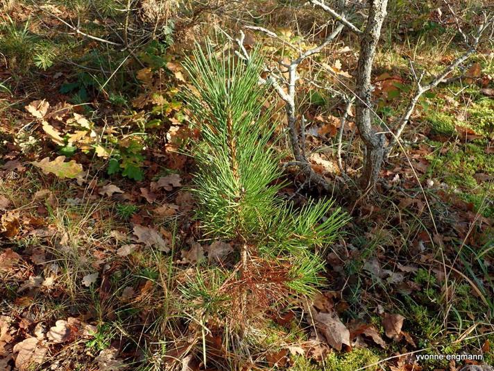 Skov-Fyr (Pinus sylvestris)