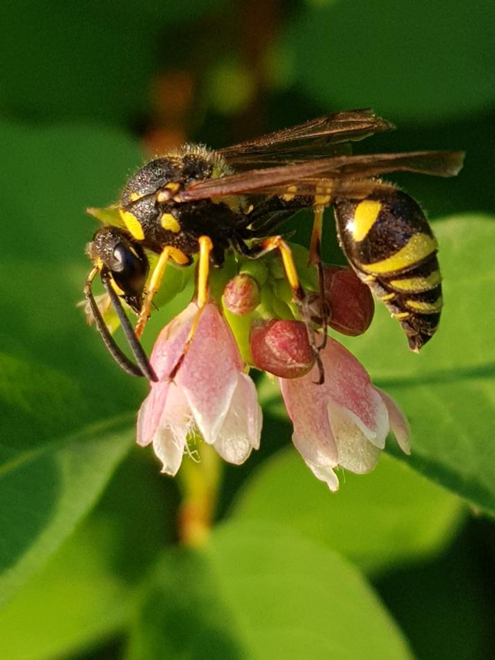 Eumenes papillarius