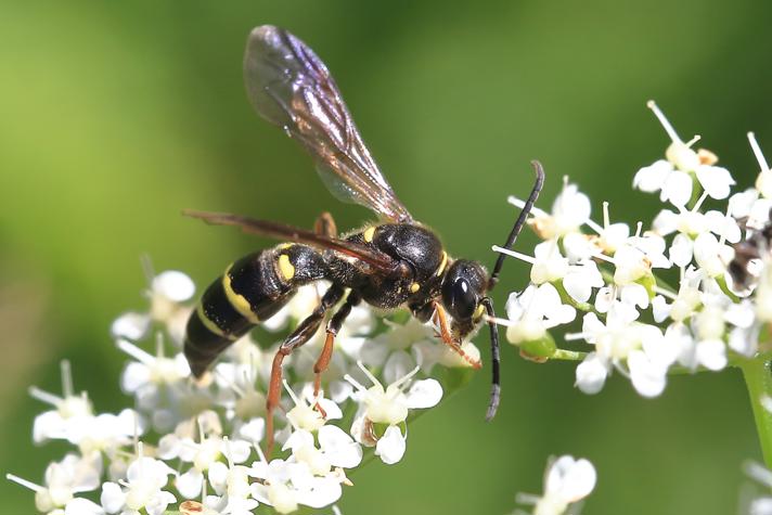 Argogorytes mystaceus