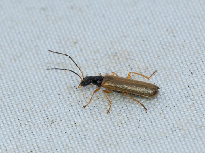 Rhagonycha lignosa