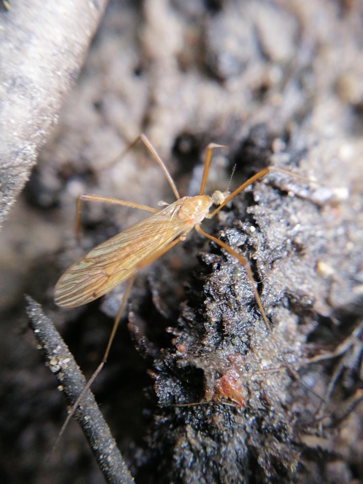 Phylidorea ferruginea