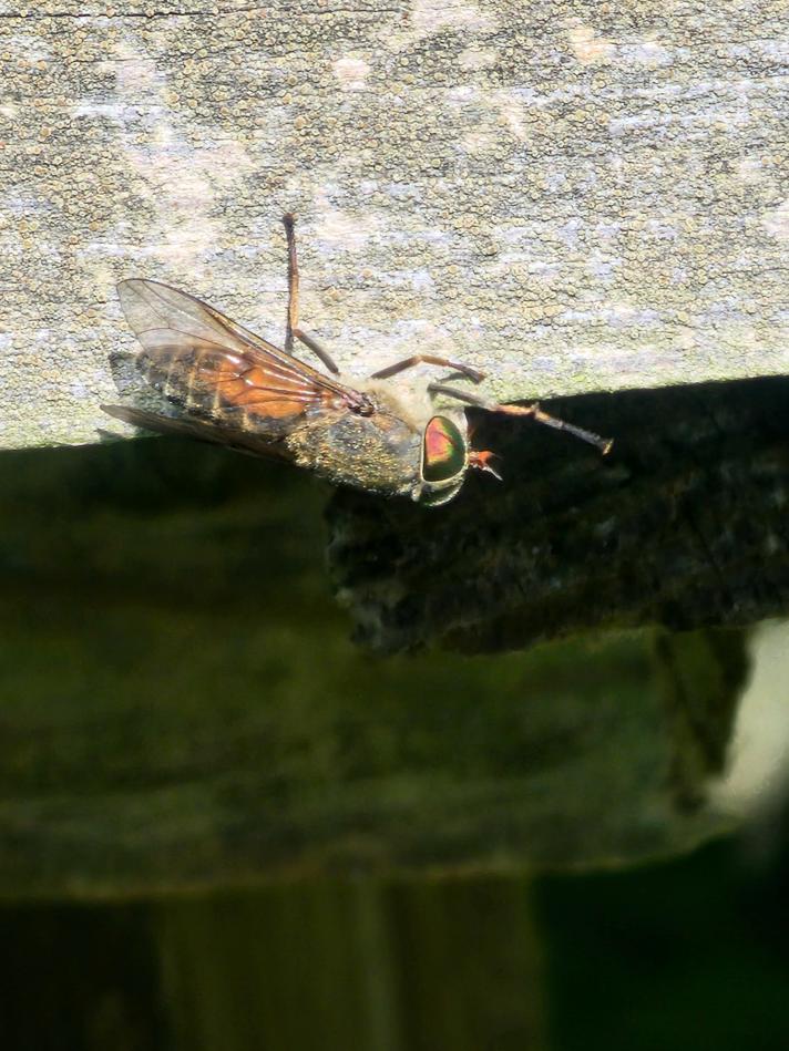 Hybomitra solstitialis