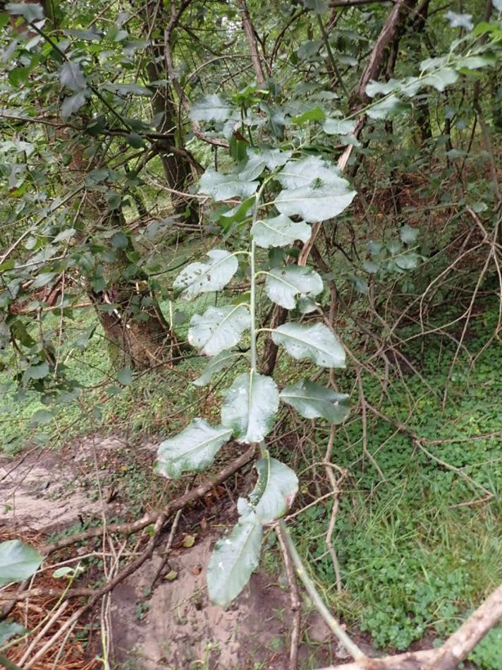 Selje-Pil (Salix caprea)