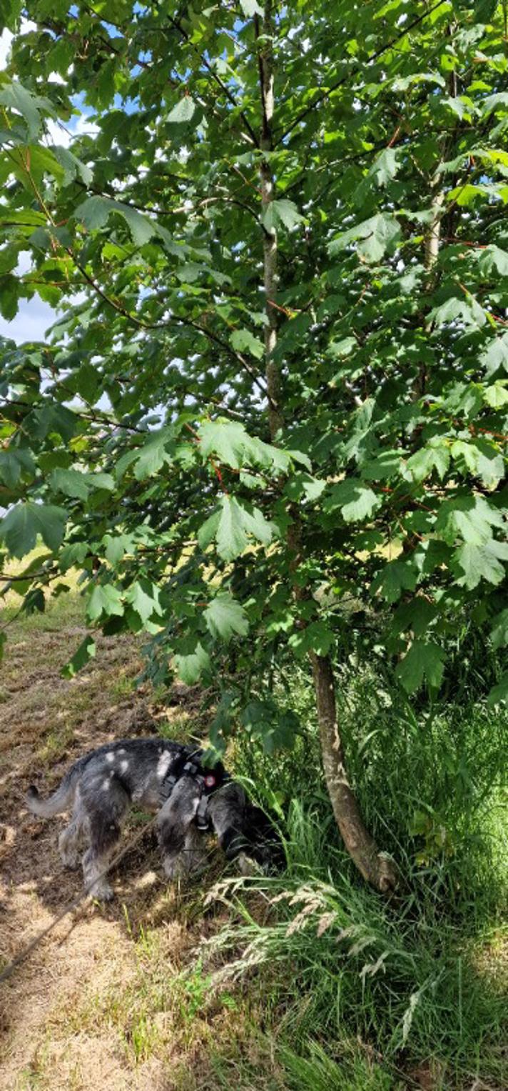 Ahorn (Acer pseudoplatanus)