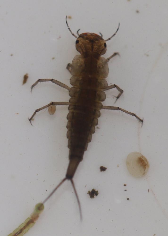 Colymbetes sp.