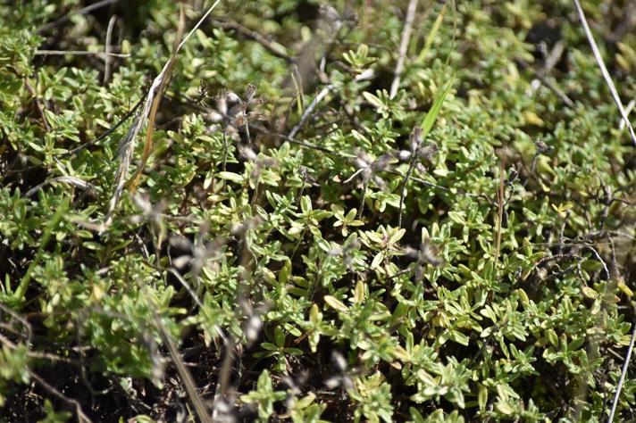 Smalbladet Timian (Thymus serpyllum)