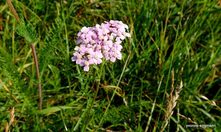 Almindelig Røllike f. rosea