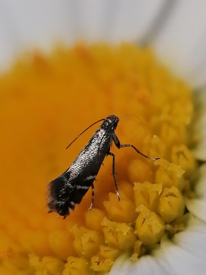 Glyphipterix sp.