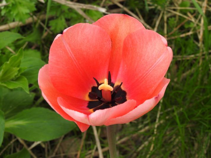 Have-Tulipan