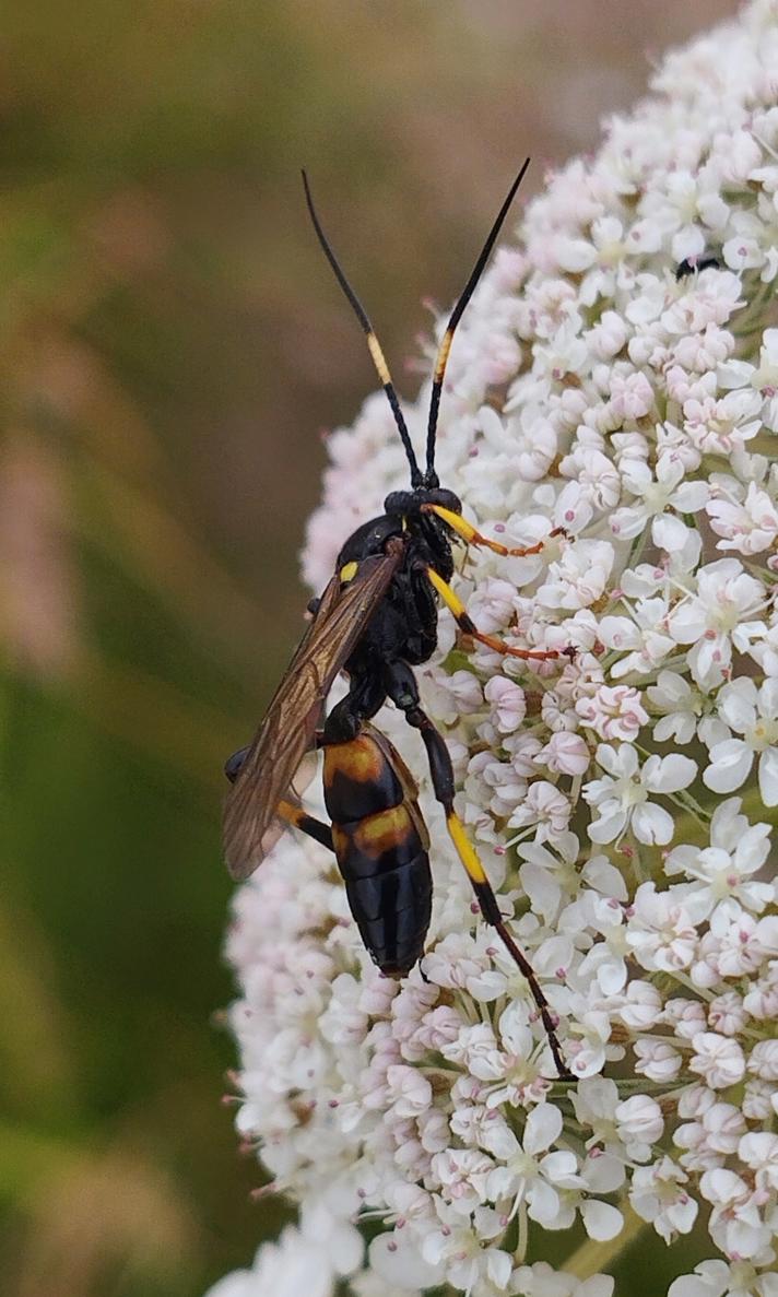 Diphyus palliatorius