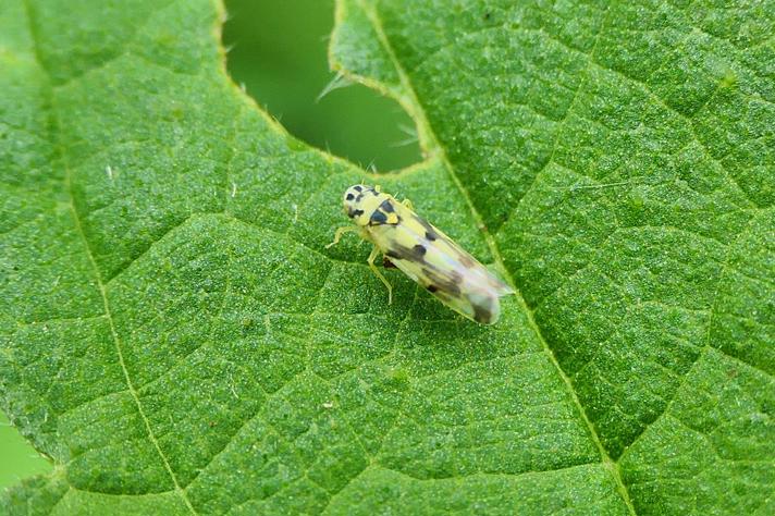 Eupteryx atropunctata