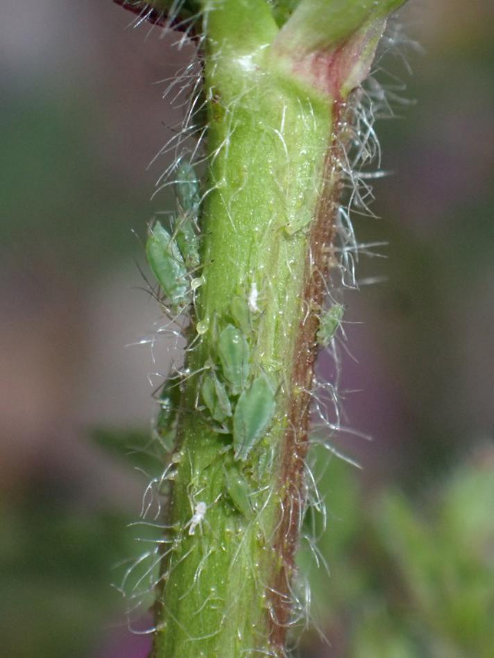 Pelargoniebladlus (Acyrthosiphon malvae)