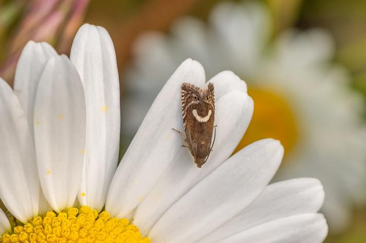 Grapholita lunulana