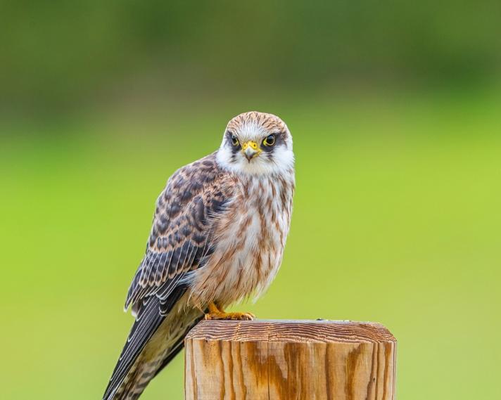 Aftenfalk (Falco vespertinus)